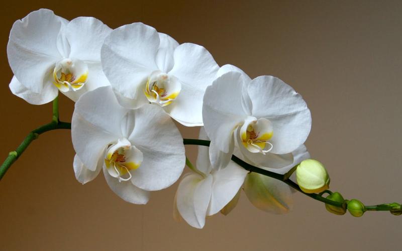 Орхидеяны ничек тәрбияләргә?