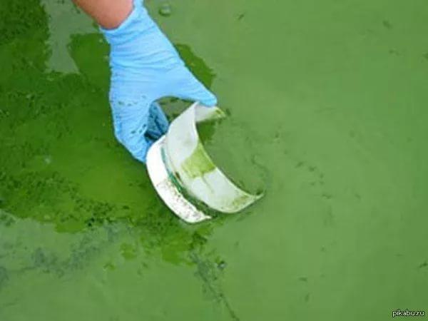 Водоемы Казани очистят от сине-зеленых водорослей при помощи ультразвука