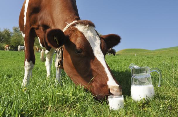 ​Татарстан возглавил ТОП-30 по производству молока в России