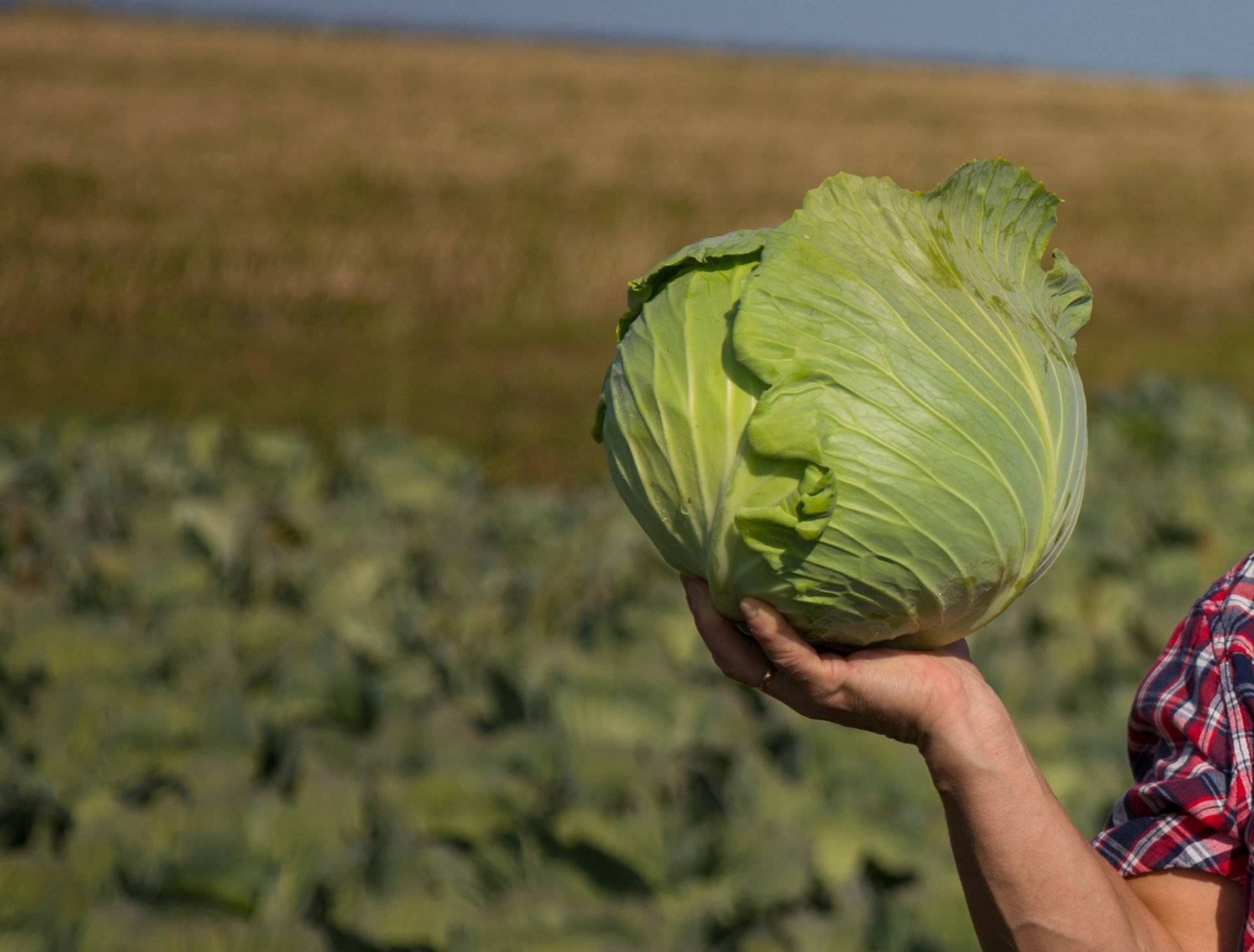 Кәбестәне ничек сакларга?