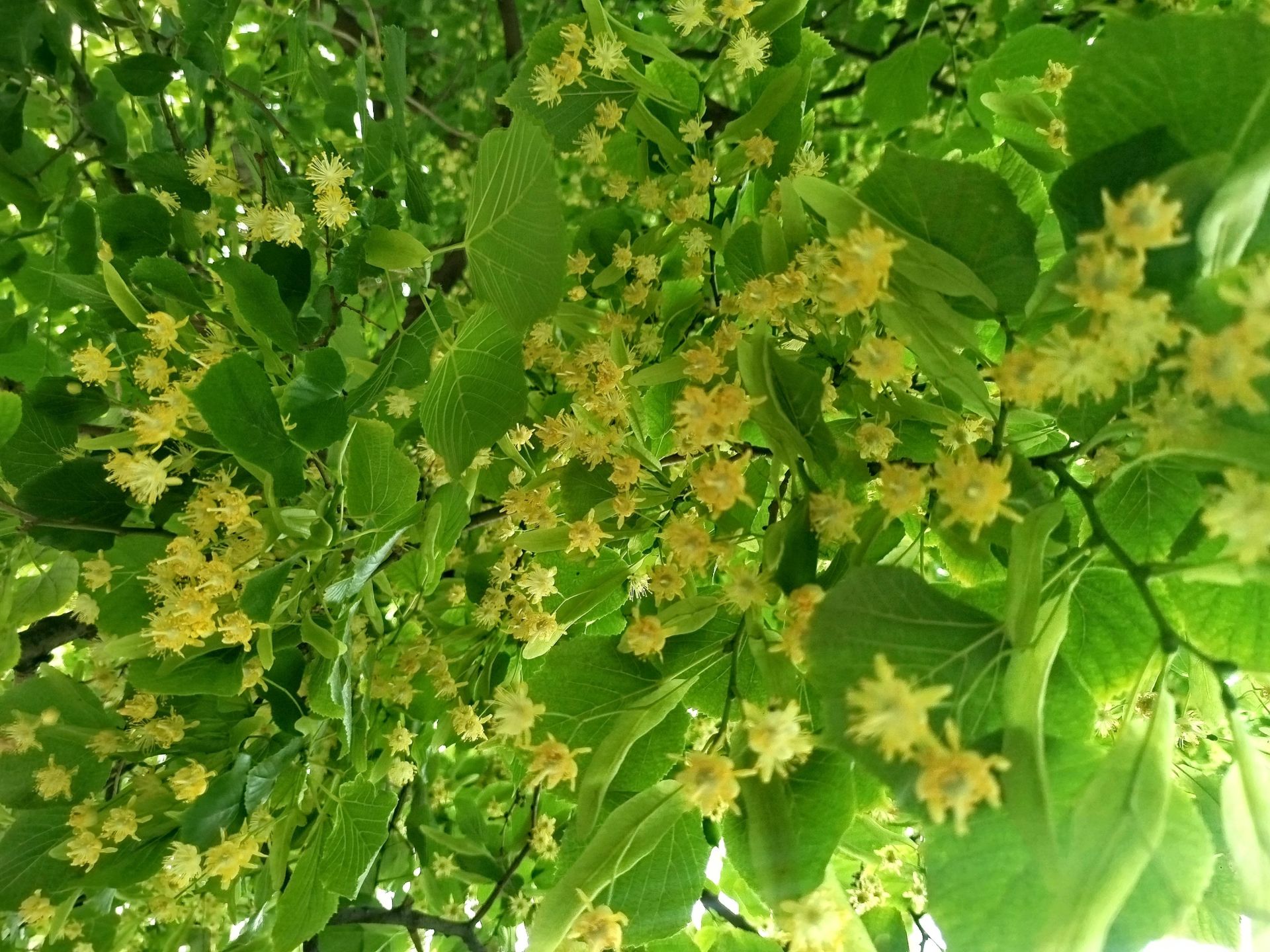 Могҗизалы агач