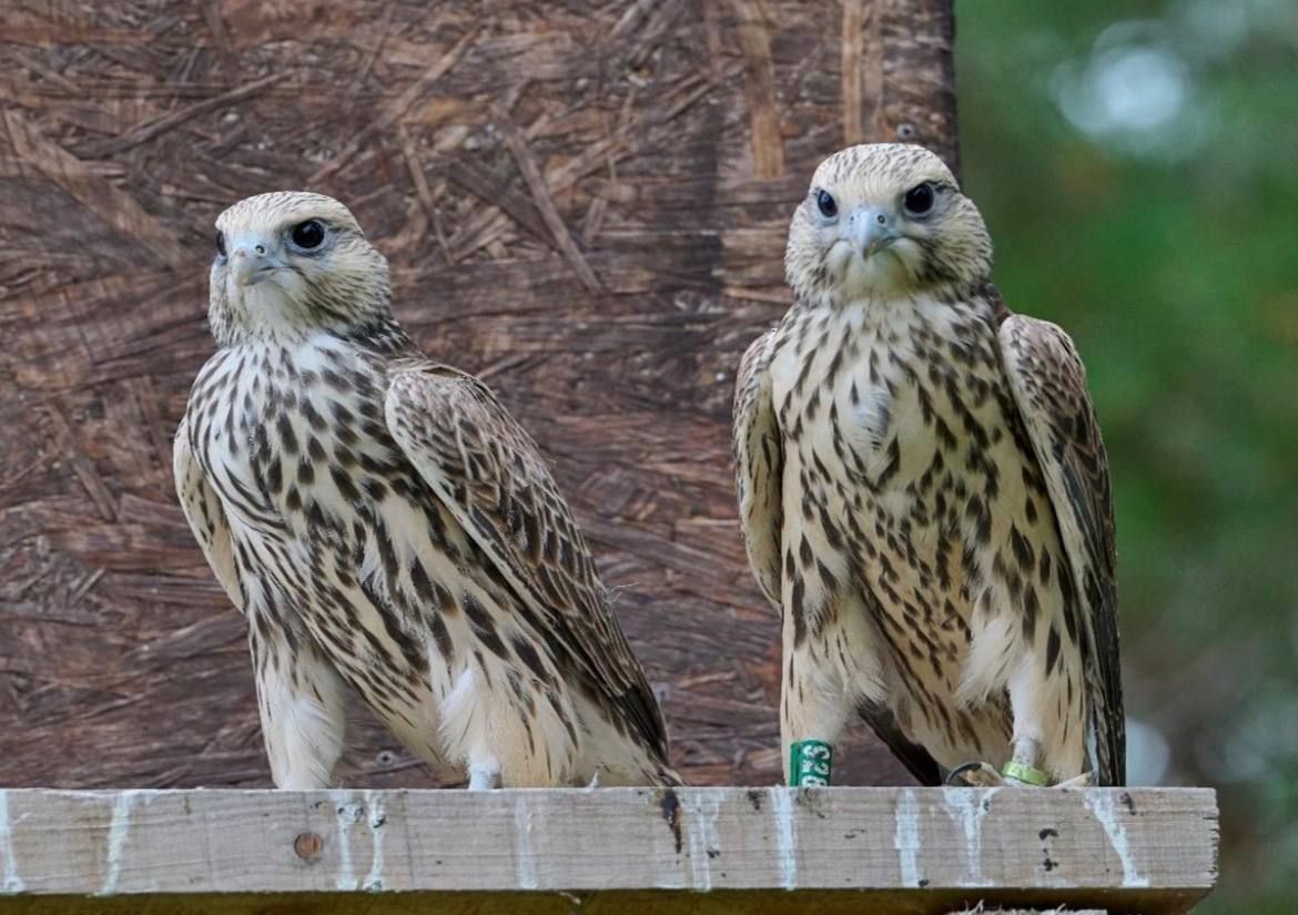 Татарстанда Кызыл китапка кертелгән кошның балалары соңгы 50 елда беренче тапкыр яралган