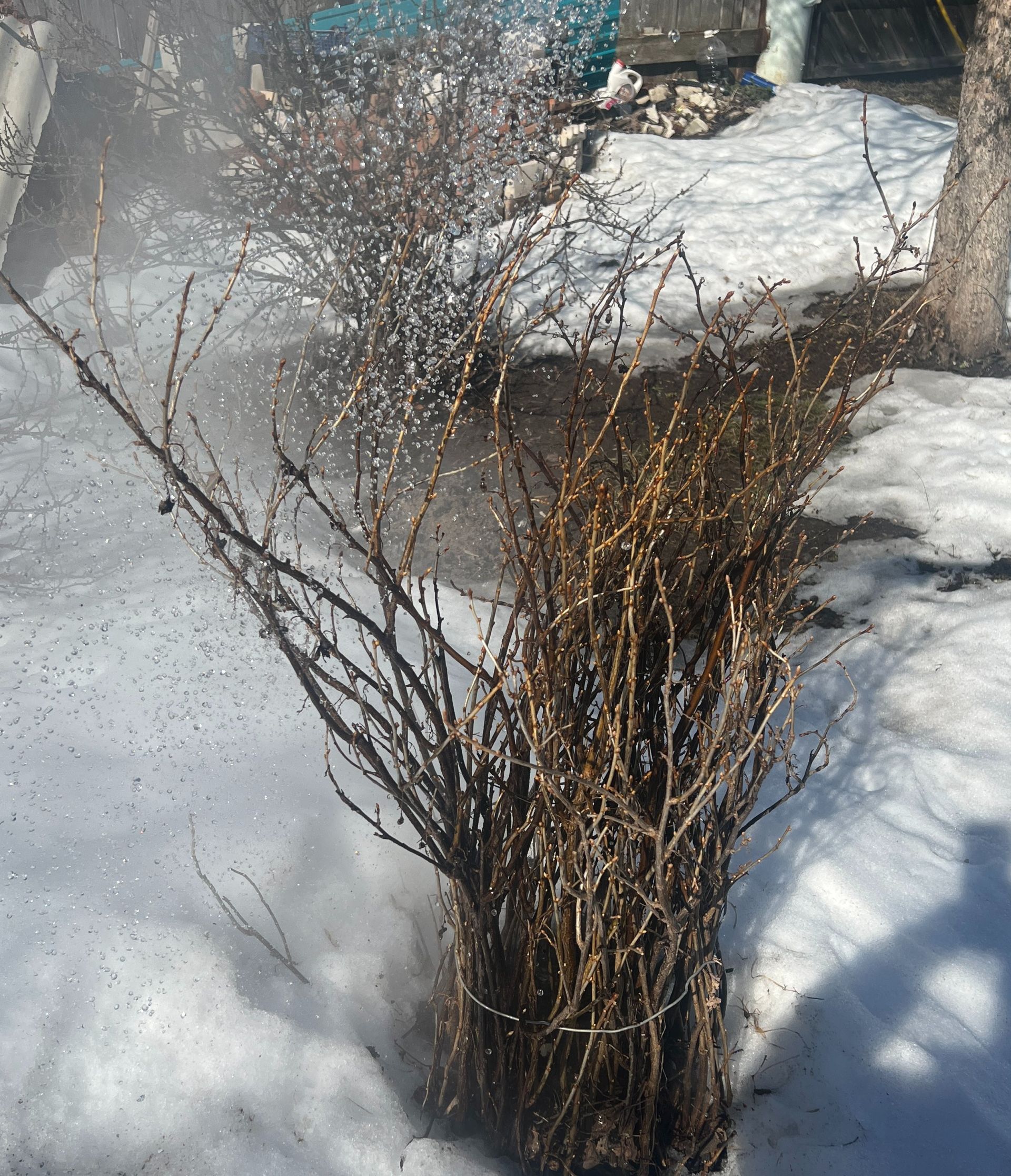 Карлыганнар чирләмәсен өчен, язын нинди эшләрне эшләп өлгерергә?