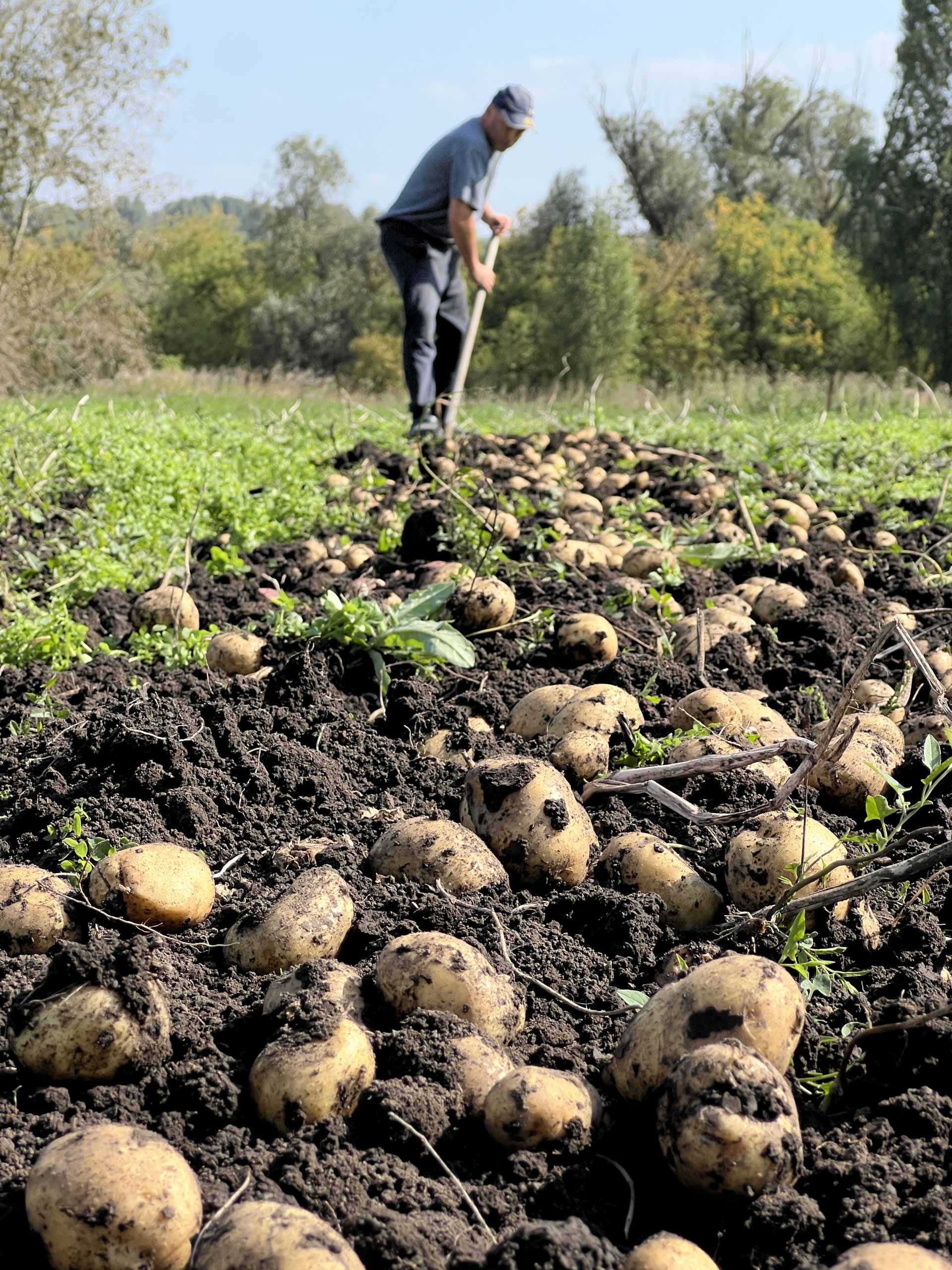 Бәрәңгедән соң туфракны ничек дәваларга?
