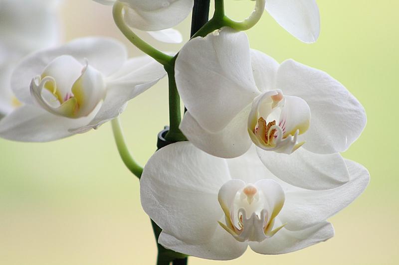 Орхидея – иң тырыш гөл